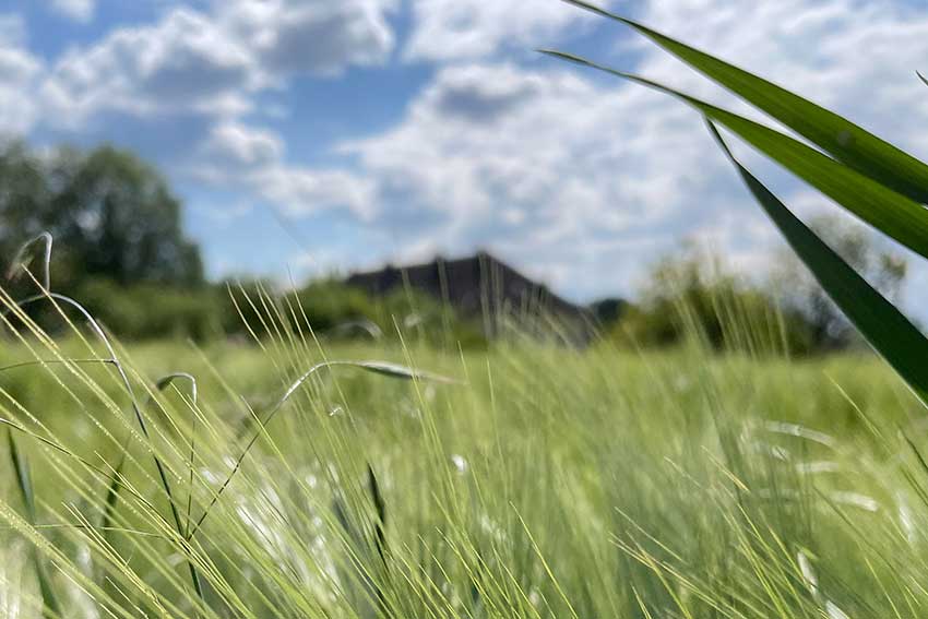 Grüne Leonding Sprüche und Zitate für Naturfreunde