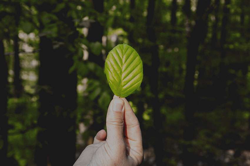 Sprüche und Zitate über Klosterneuburg