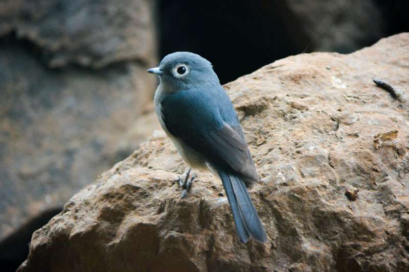 montag spruch der frühe vogel fängt den wurm