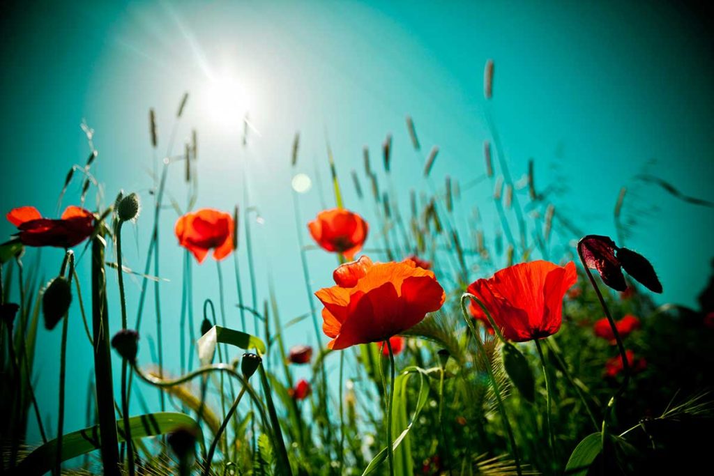 Schönsten Sprüche der Welt