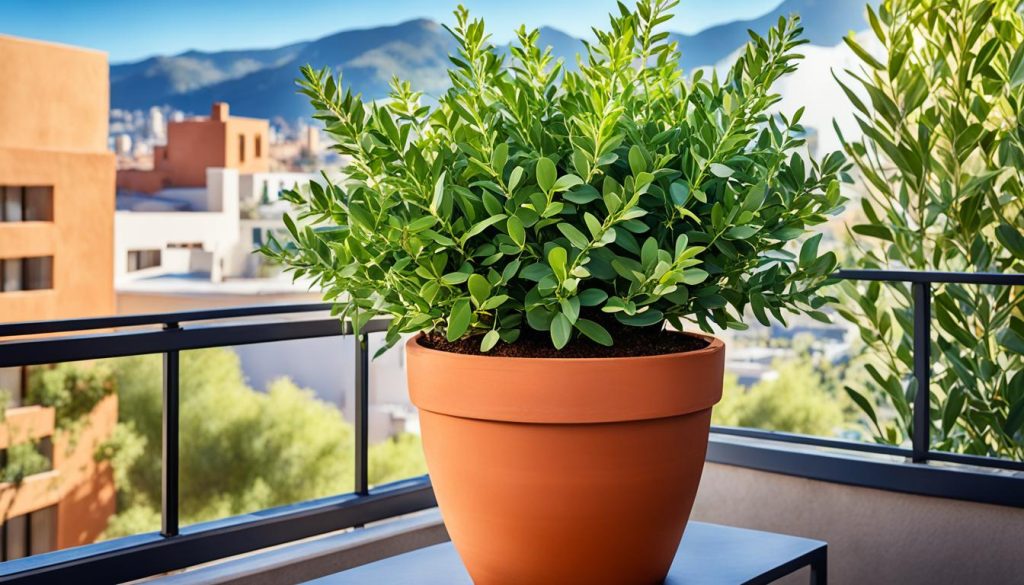 Eukalyptus im Kübel Eukalyptus im Kübel